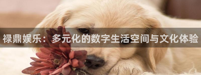 天辰娱乐登录：禄鼎娱乐：多元化的数字生活空间与文化体验